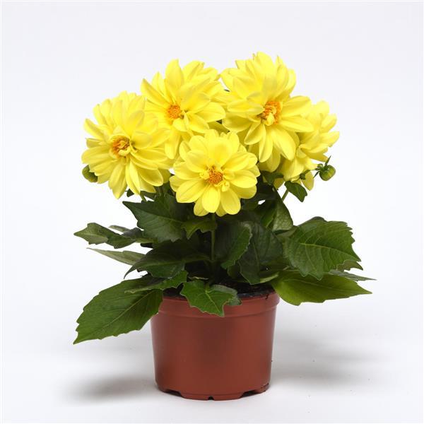Figaro™ Yellow Shades Container