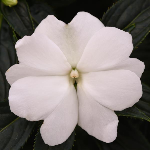 Clockwork™ White Bloom