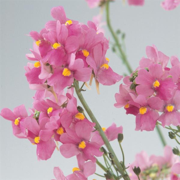 Aromatica™ Rose Pink Bloom