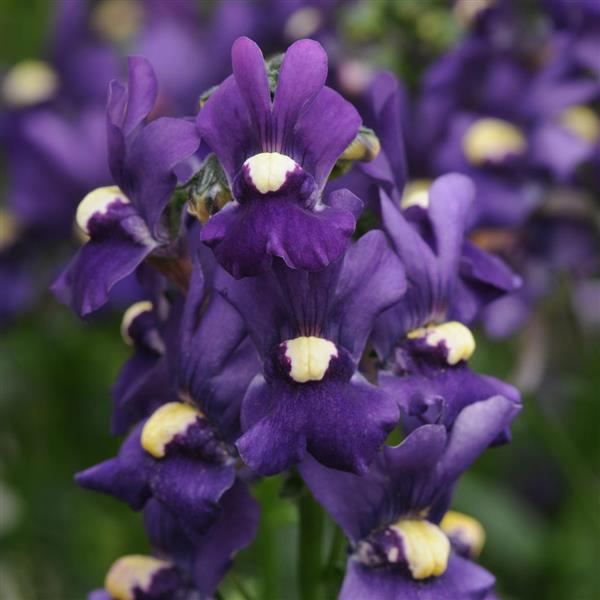 Aromatica™ Royal Blue Bloom