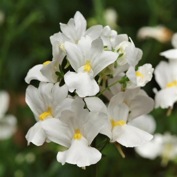 Aromatica™ White Bloom