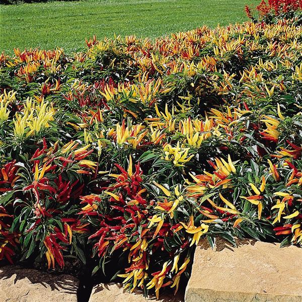 Ornamental Pepper Chilly Chili Landscape