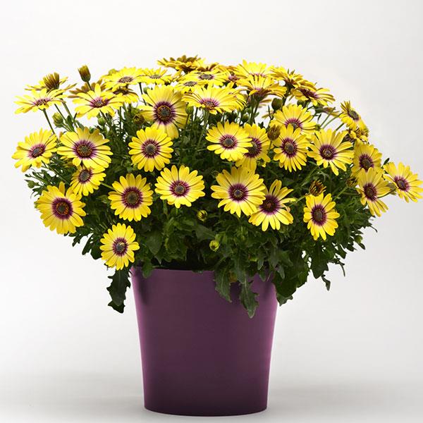 Osteospermum Blue Eyed Beauty Container