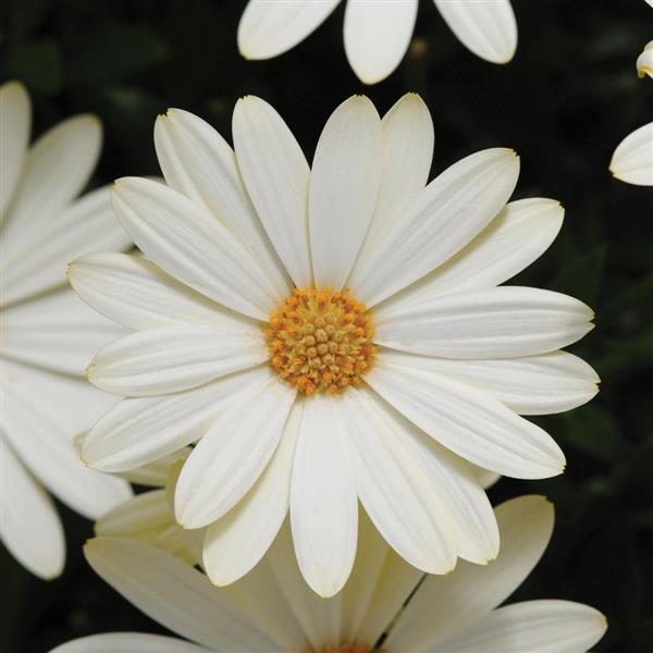 Osteospermum Voltage™ White Bloom