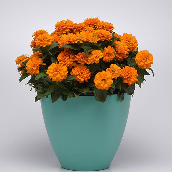 Double Zahara™ Bright Orange Container