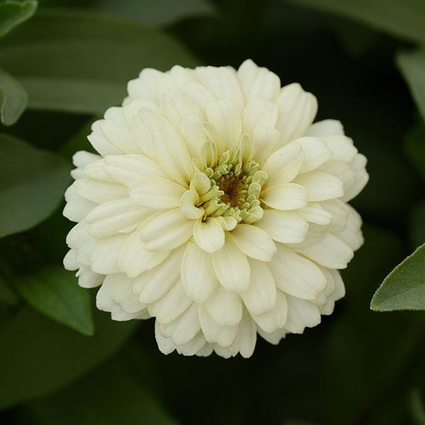 Double Zahara™ White Bloom