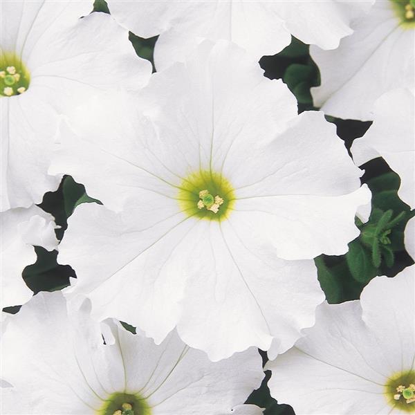 Dreams™ White Bloom