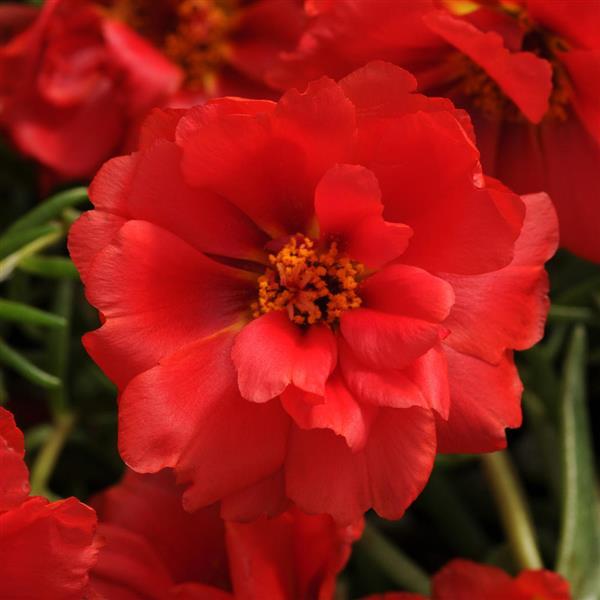 Happy Hour™ Deep Red Bloom