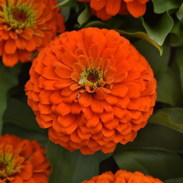 Zesty™ Orange Bloom