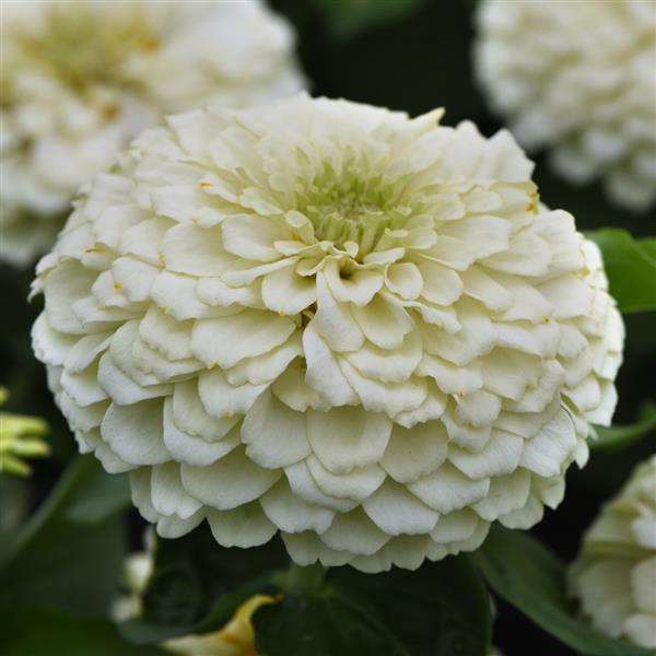 Zesty™ White Bloom
