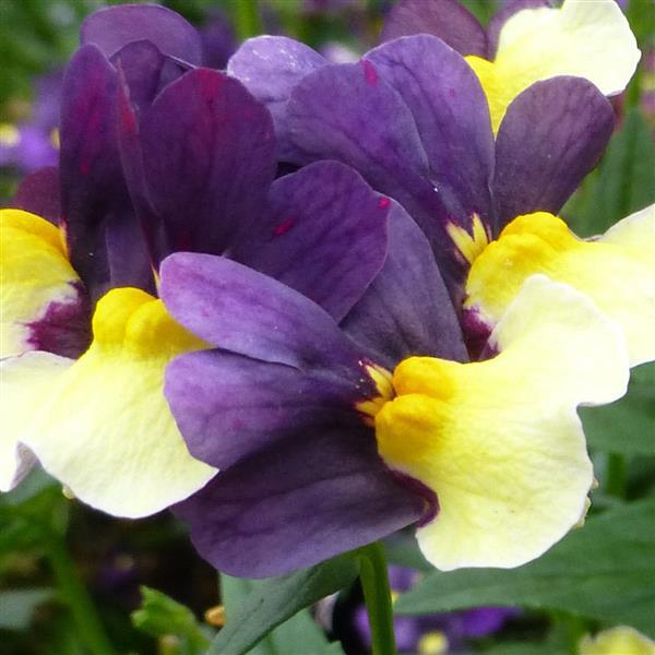 SunGlow™ Purple Bicolor Bloom