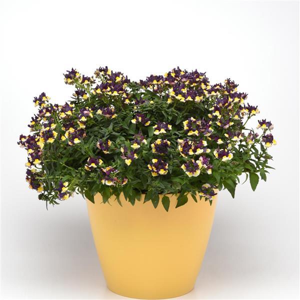 SunGlow™ Yellow Bicolor Container
