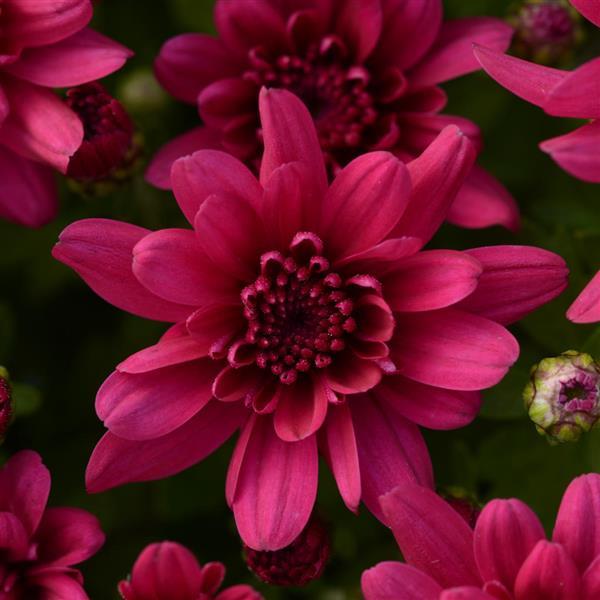 Garden Mum Grapeberry Purple Bloom
