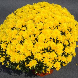 Garden Mum Honeyblush Yellow Container