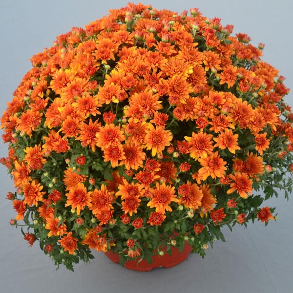 Garden Mum Perfectly Orange Container