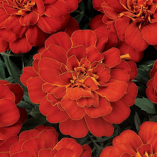 Durango<sup>®</sup> Red Bloom