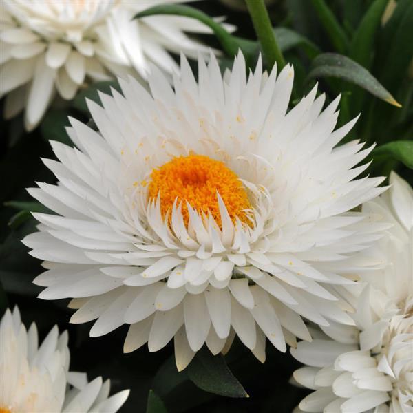 Dreamtime<sup>®</sup> Jumbo Pure White Bloom