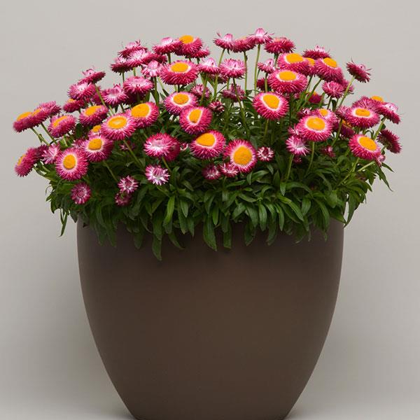 Dreamtime<sup>®</sup> Jumbo Rose Container