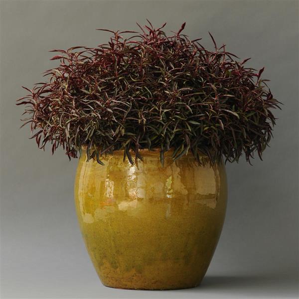 Alternanthera Red Threads Container