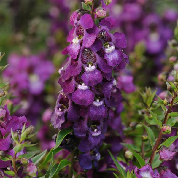 Serenita<sup>®</sup> Purple Bloom