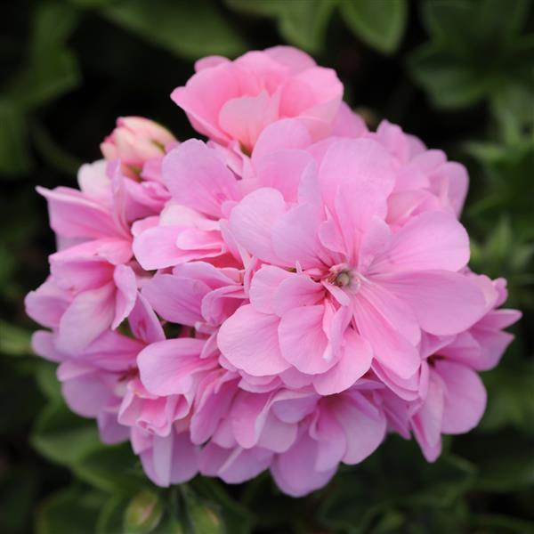 Precision™ Pink Bloom