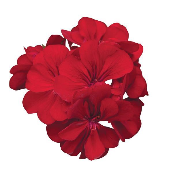 Precision™ Red Bloom