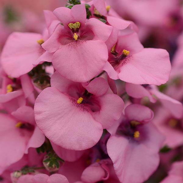 Juliet™ Pink Bloom
