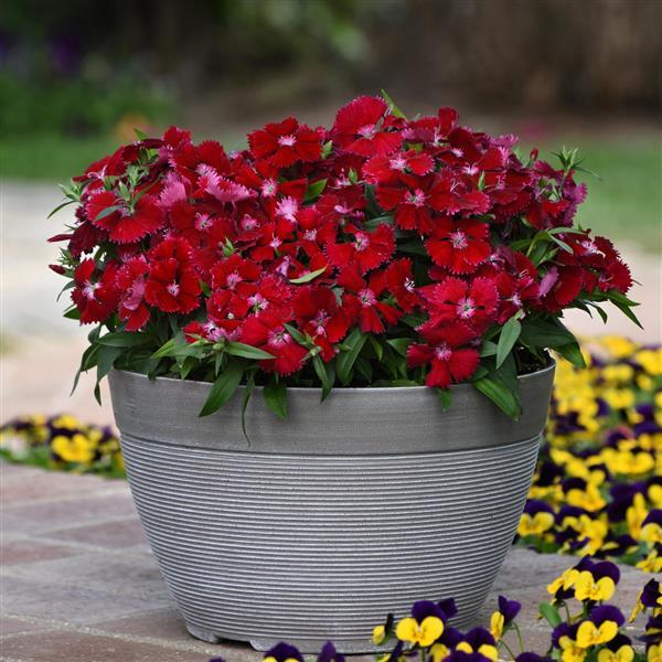 Floral Lace™ Red Container