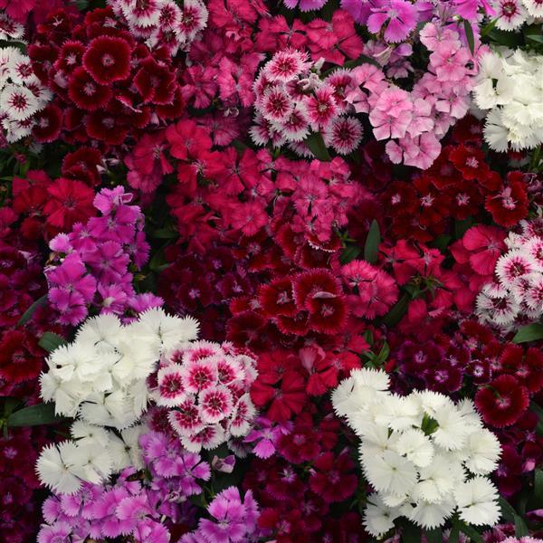 Floral Lace™ Mixture Bloom