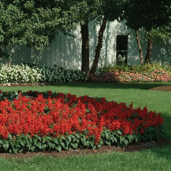 Salvia Red Hot Sally II Commercial Landscape 1