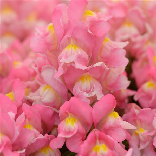 Snapshot™ Pink Bloom