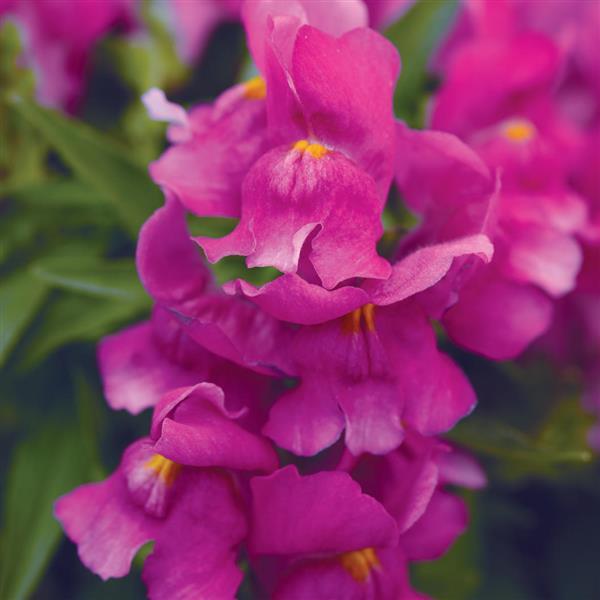 Snapshot™ Purple Bloom