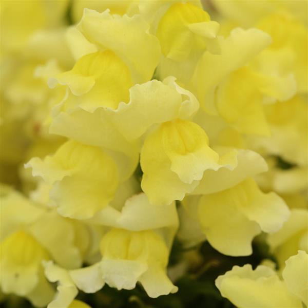 Snapshot™ Yellow Bloom