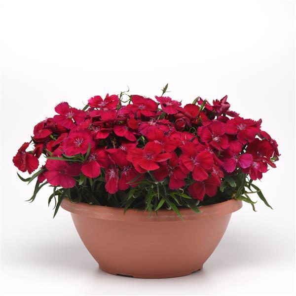 Coronet™ Cherry Red Container