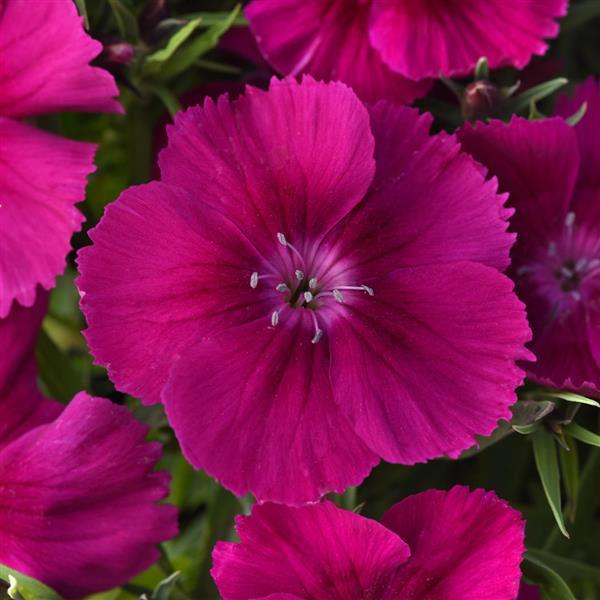 Coronet™ Purple Bloom