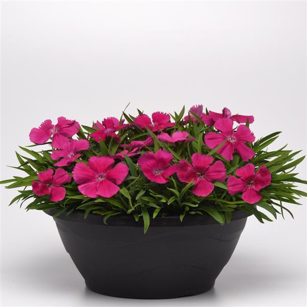 Coronet™ Rose Container