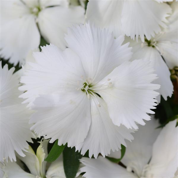 Coronet™ White Bloom