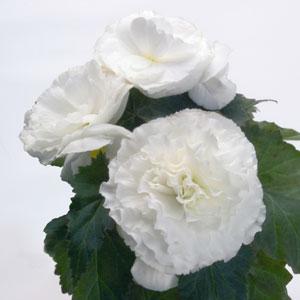 Bliss White Bloom