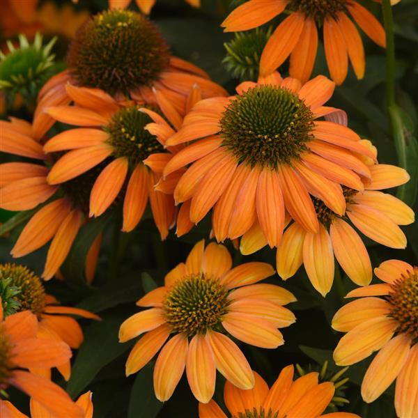 Artisan™ Collection Soft Orange Bloom