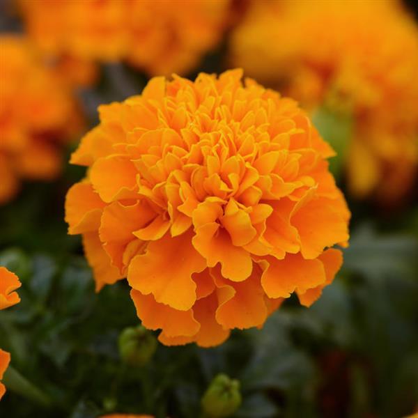 Hot Pak™ Orange Bloom