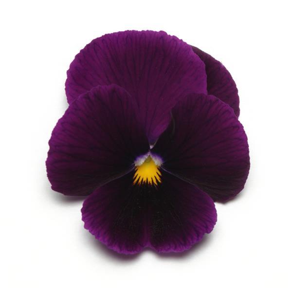 Panola<sup>®</sup> XP Purple Bloom
