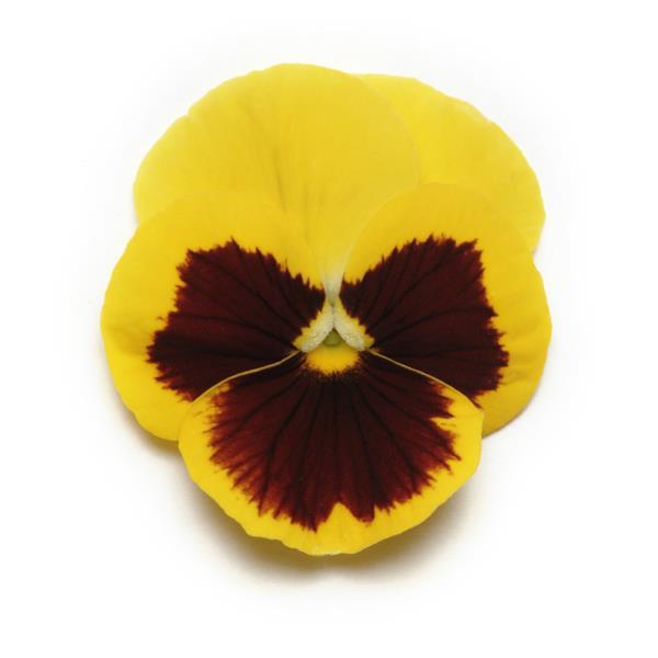 Panola<sup>®</sup> XP Yellow Blotch Bloom