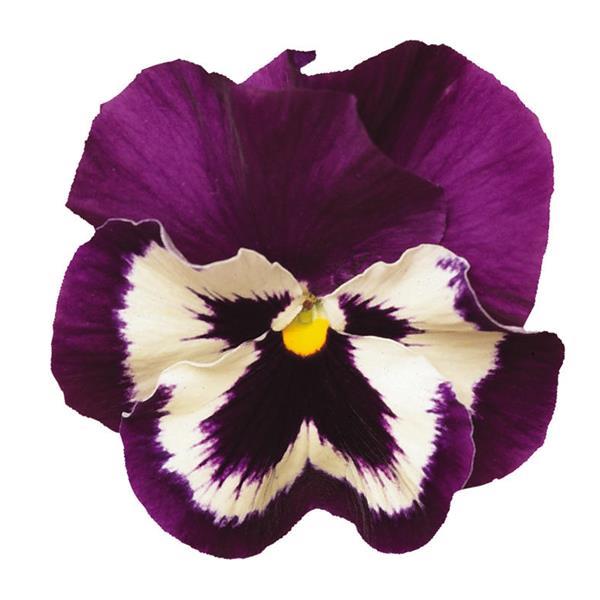 Spring Matrix™ Purple & White Bloom