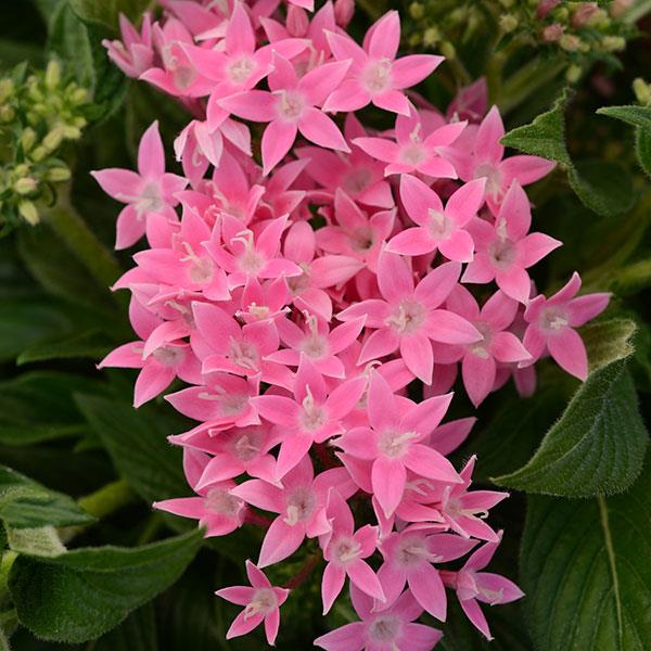Lucky Star<sup>®</sup> Pink Bloom