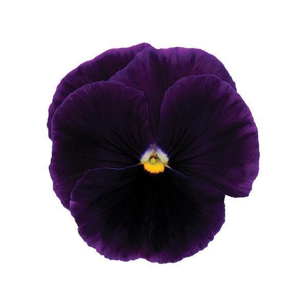 Matrix<sup>®</sup> Purple Bloom