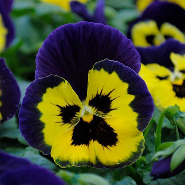 Matrix<sup>®</sup> Yellow Purple Wing Bloom