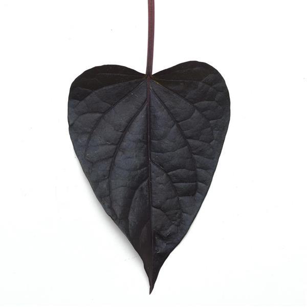 SolarPower™ Black Heart Bloom