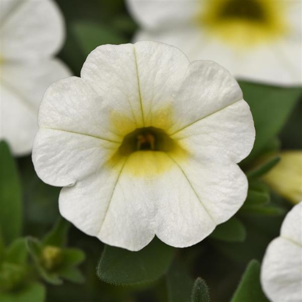 Conga™ White Bloom