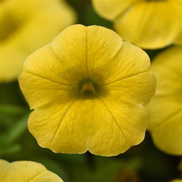 Conga™ Yellow Bloom