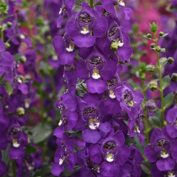 Archangel™ Purple Bloom